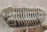 Five Trilobites (Four Species) in Association - Jorf, Morocco #334862-14